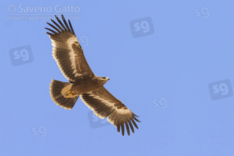 Steppe Eagle