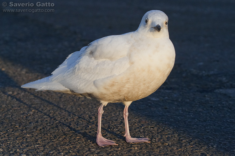 Gabbiano d'Islanda