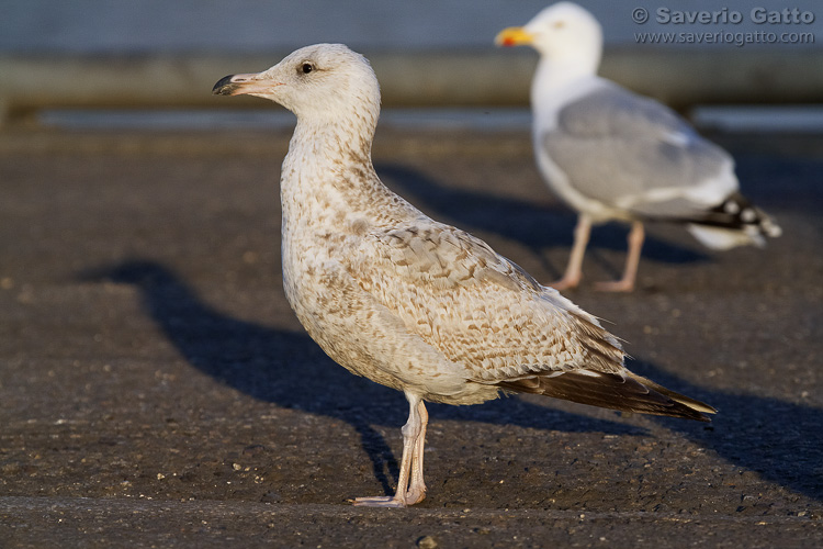 Herring Gull