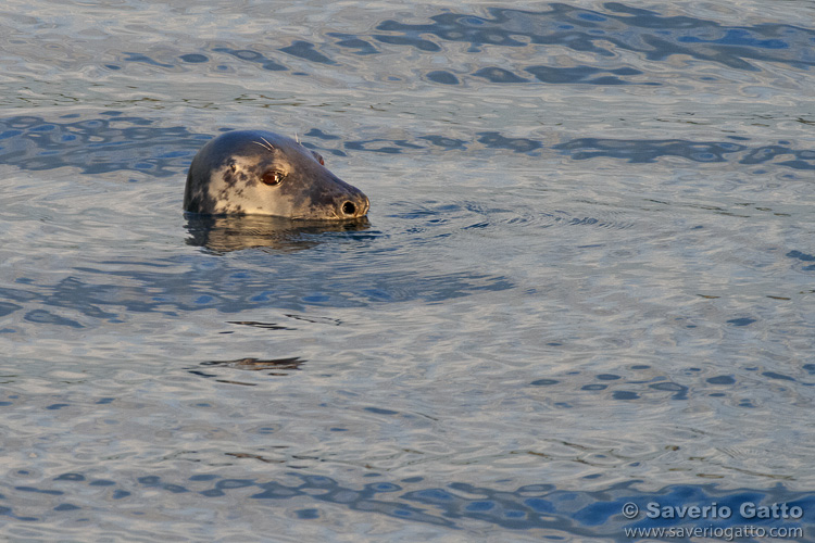 Foca grigia