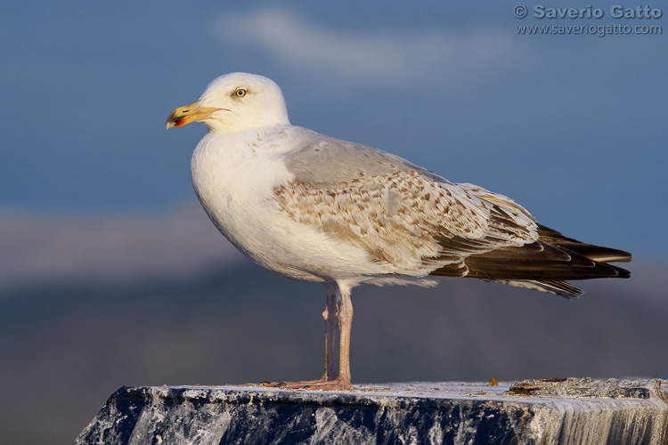 Herring Gull