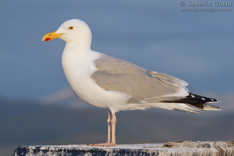 Herring Gull