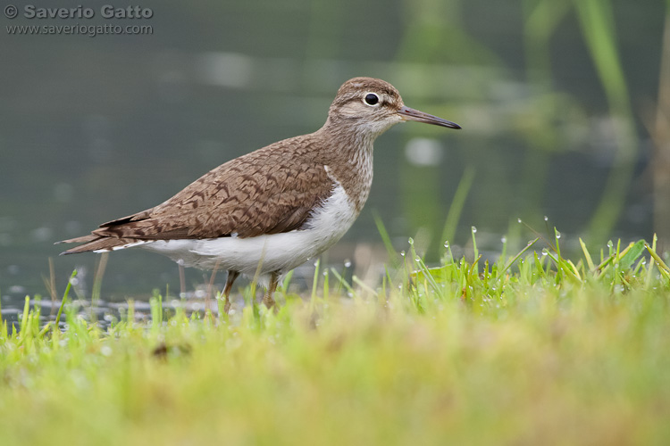 Common Sandpiper