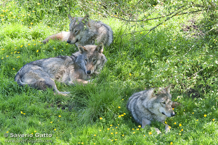Resting wolves