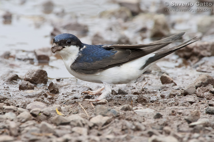 Common House Martin