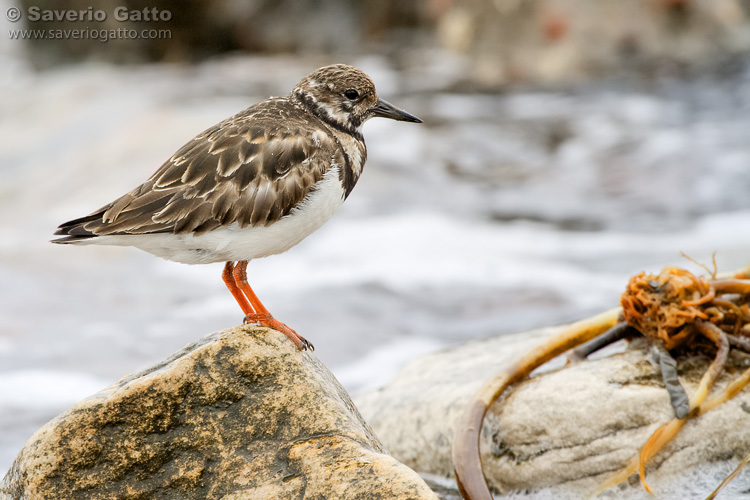 Ruddy Turnstone