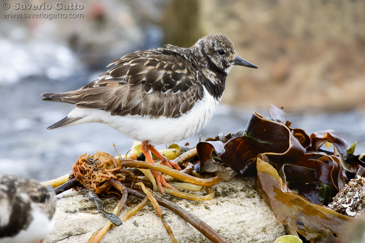 Ruddy Turnstone