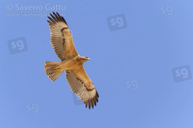 Bonelli's Eagle