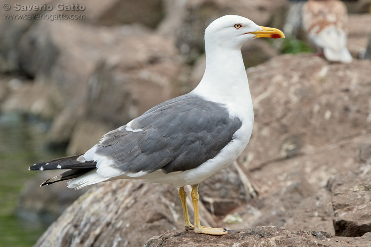 Lesser Black-backed Gull