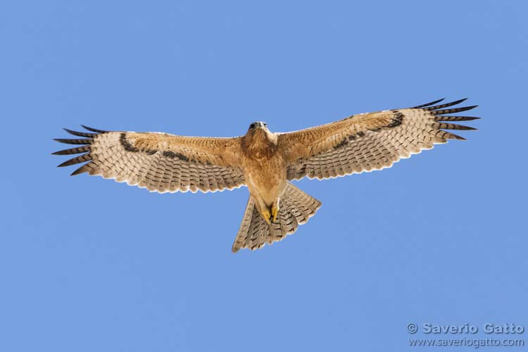 Bonelli's Eagle