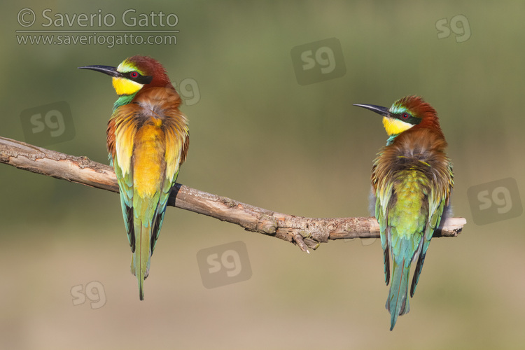 European Bee-eater