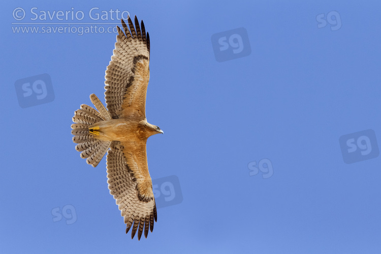 Bonelli's Eagle