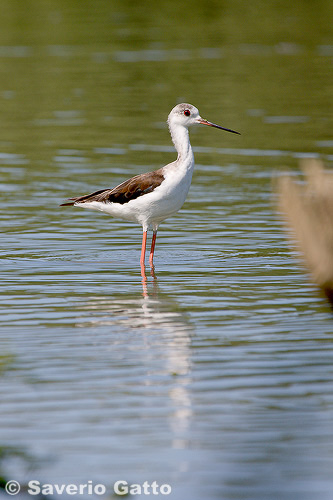 Black-winged Stilt