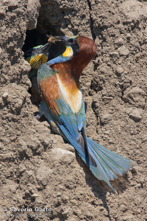 European Bee-eater