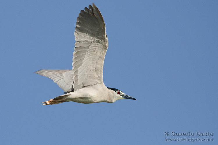 Black-crowned Night Heron