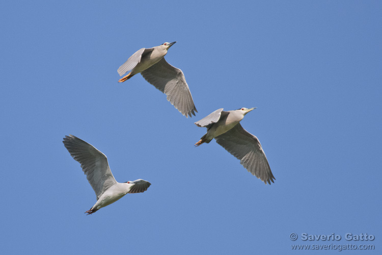 Night Herons in flight