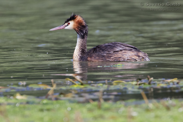 Great Crested Grebe