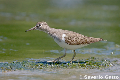 Common Sandpiper