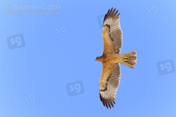 Bonelli's Eagle