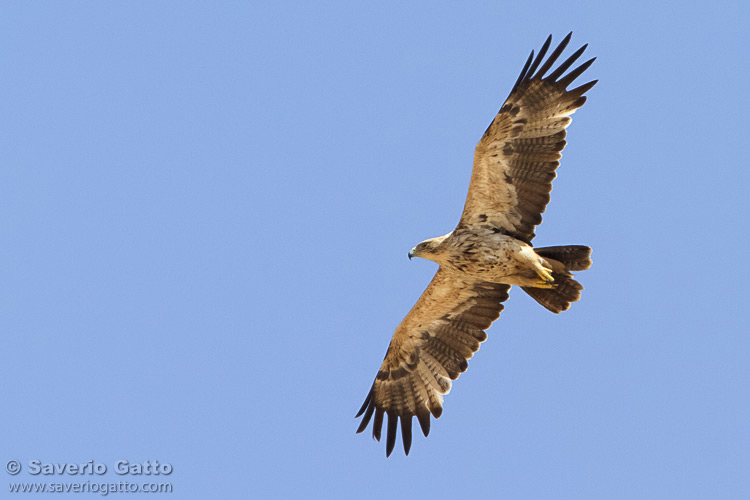 Eastern Imperial Eagle