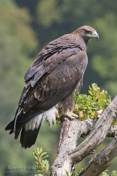 Golden Eagle