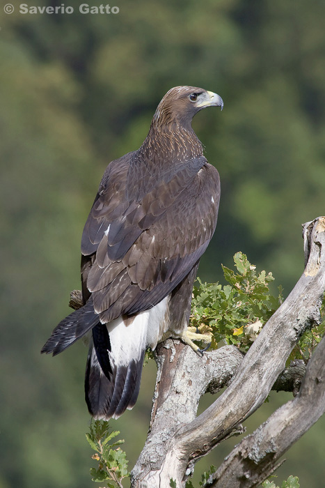 Golden Eagle