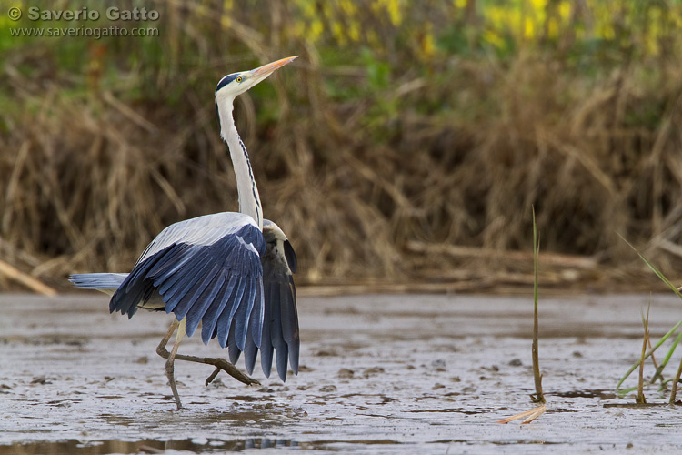 Grey Heron