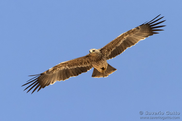 Eastern Imperial Eagle