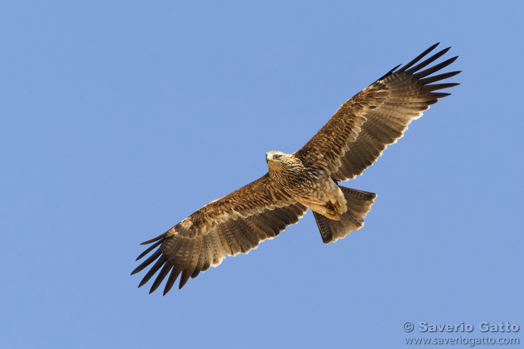 Eastern Imperial Eagle