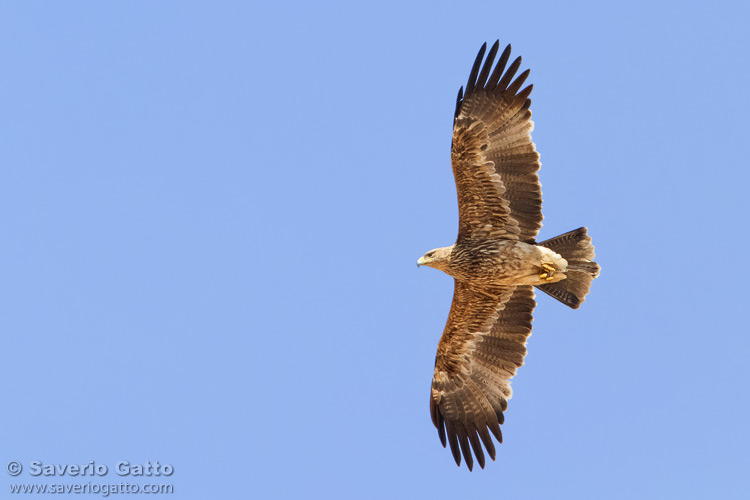 Eastern Imperial Eagle