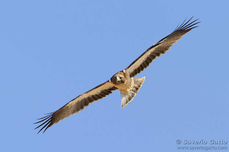 Booted Eagle