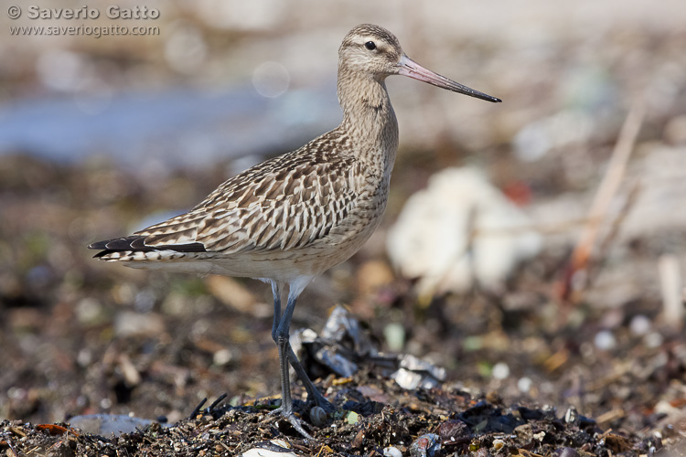 Bar-tailed Godwit