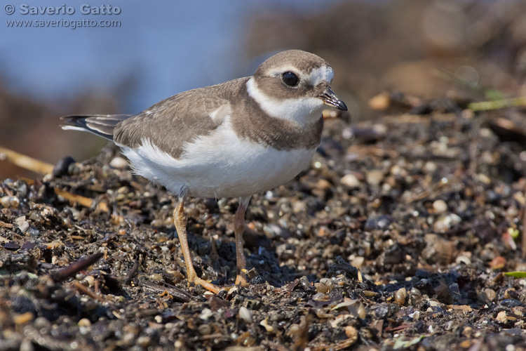 Ringed Plover