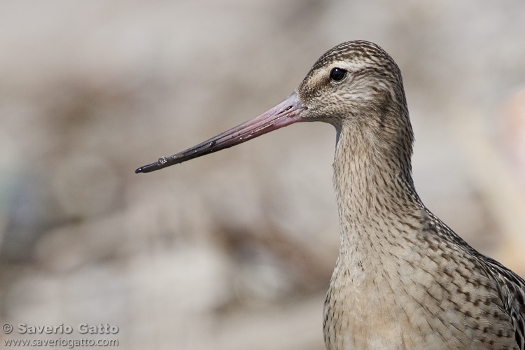 Bar-tailed Godwit