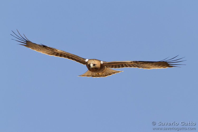 Booted Eagle