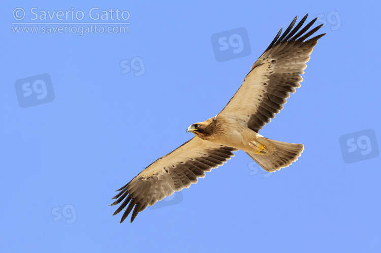 Booted Eagle