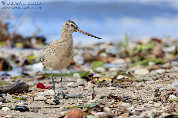 Bar-tailed Godwit