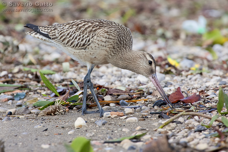 Bar-tailed Godwit