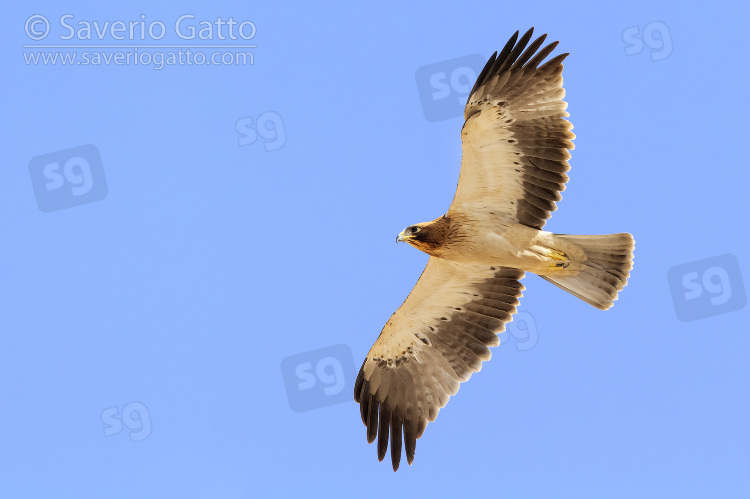 Booted Eagle