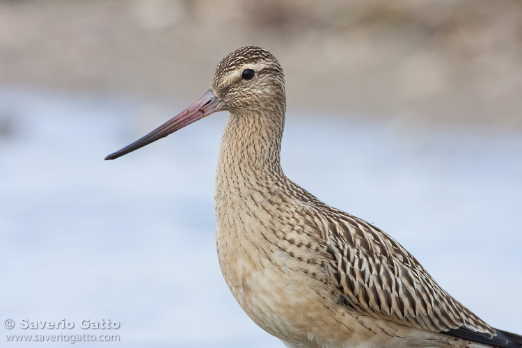 Bar-tailed Godwit