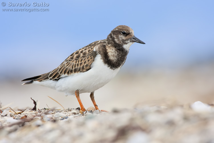 Ruddy Turnstone