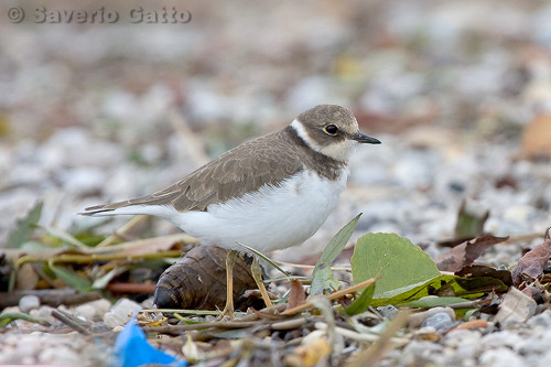 Little Ringed Plover