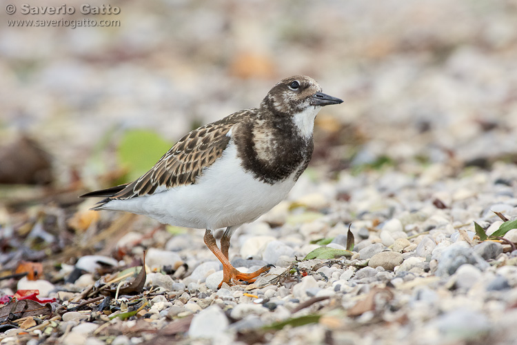 Ruddy Turnstone