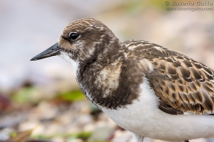 Ruddy Turnstone