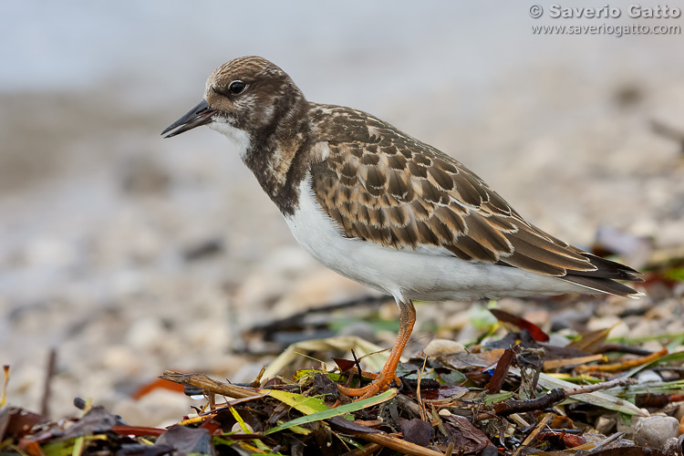 Ruddy Turnstone