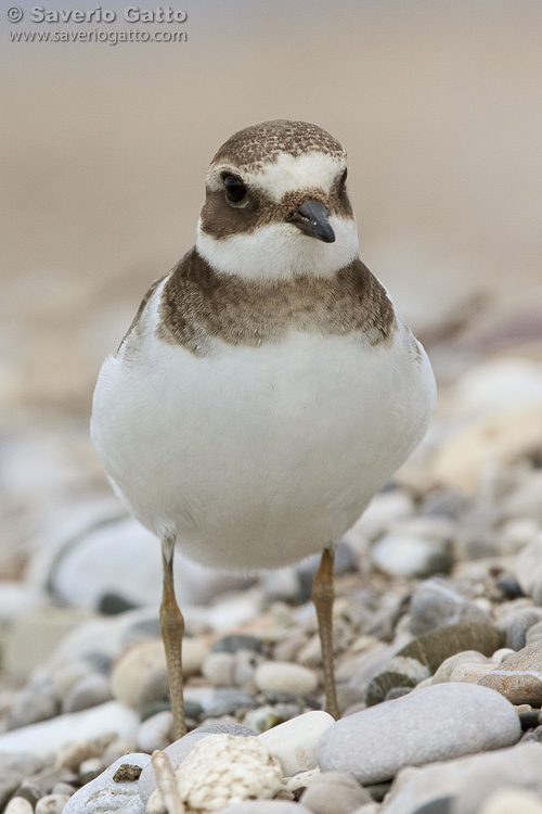 Ringed Plover