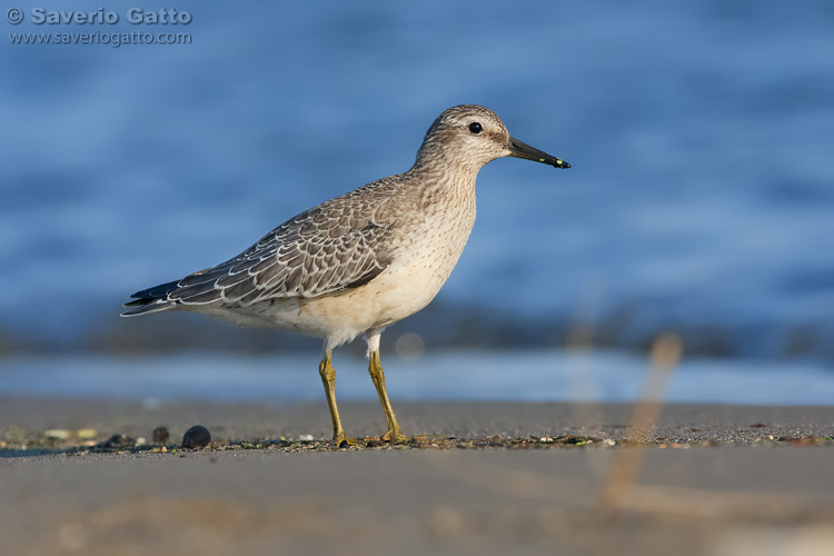 Red Knot