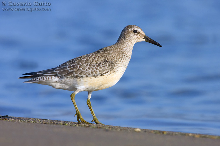 Red Knot