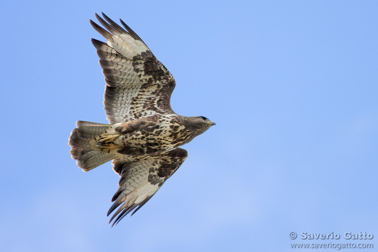 Common Buzzard