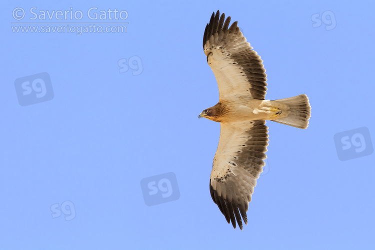 Booted Eagle